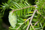 Eastern hemlock